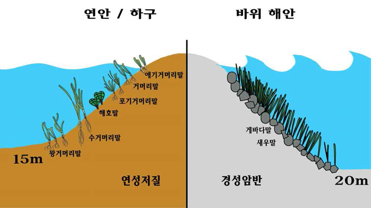 우리나라 연안에 출현하는 잘피류