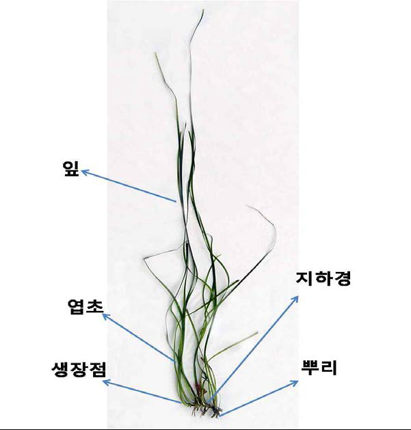 말잘피 개체의 부위 명칭