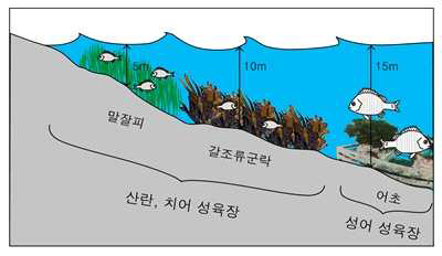 암반생태계에서 수심별 어류의 서식지를 제공하는 생물 군집