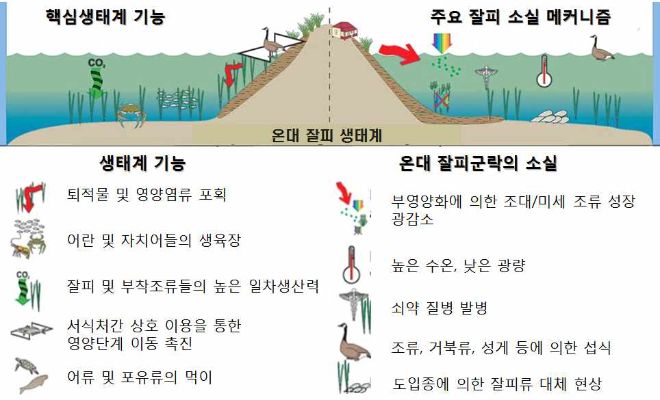 잘피의 생태계 기능과 잘피 소실 메커니즘(Orth et al., 2006)