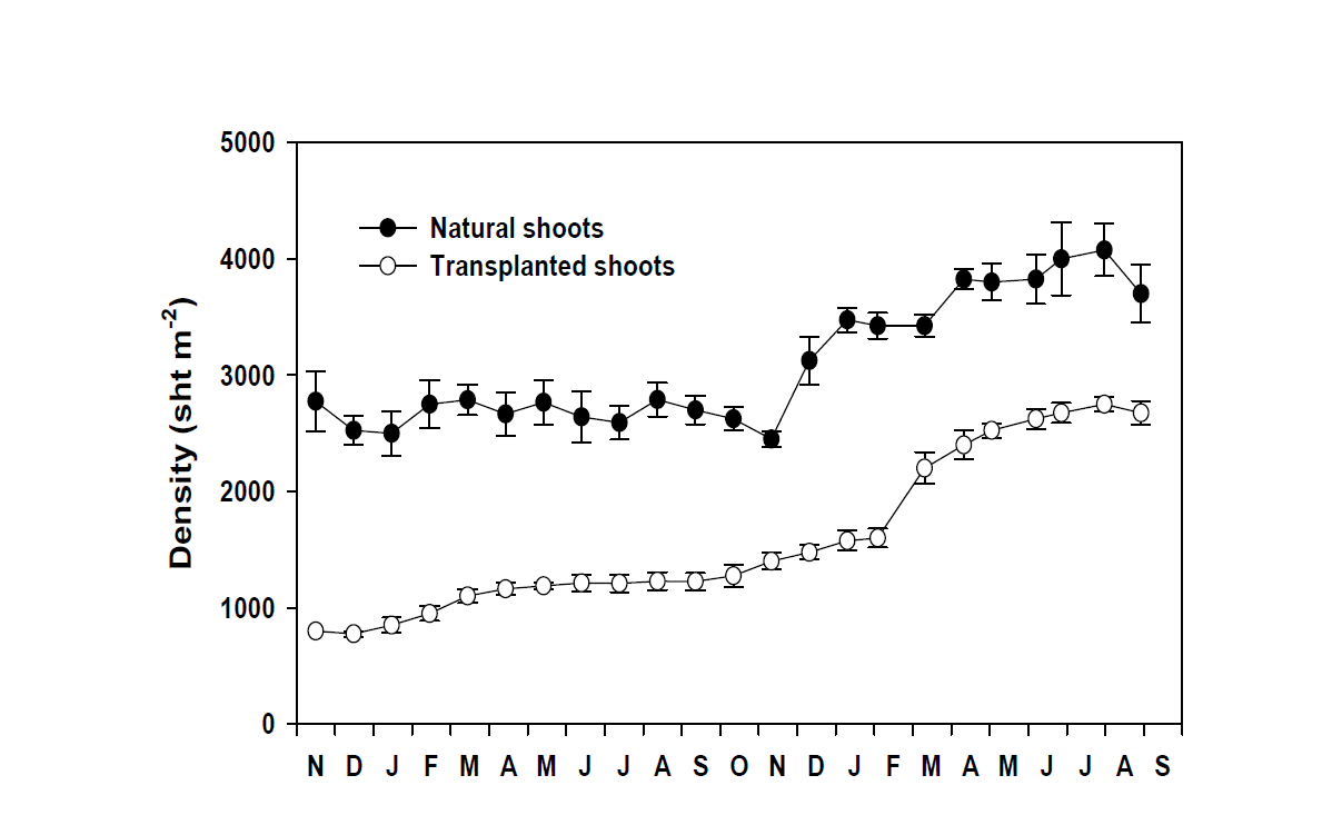 자연 말잘피와 이식 말잘피의 밀도 변화