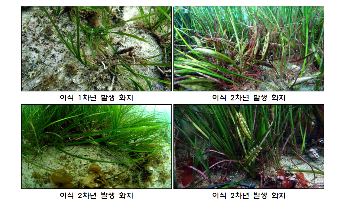 말잘피의 개화주