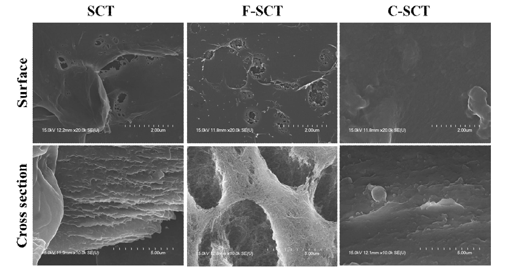 SCT를 재료로 한 드레싱의 표면 및 단면 특성