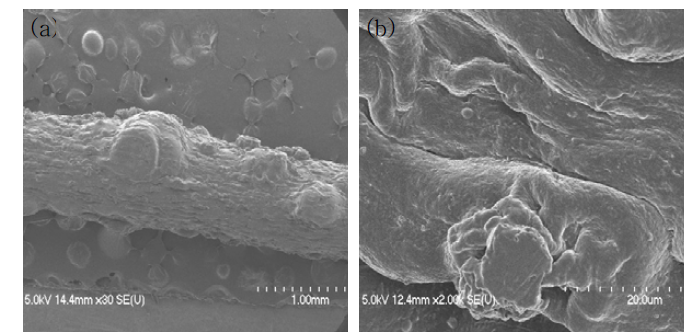 SCT fiber의 표면 FE-SEM 촬영결과
