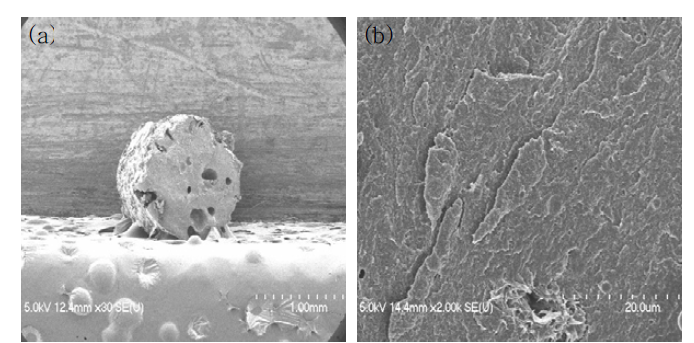 SCT fiber의 단면 FE-SEM 촬영결과