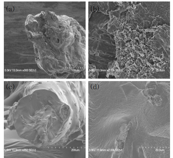 SCT/SA 복합 fiber의 단면 FE-SEM 촬영결과 [1:1-(a) 300X, (b) 2,000X / 1:2-(c) 250X, (d) 2,000X]