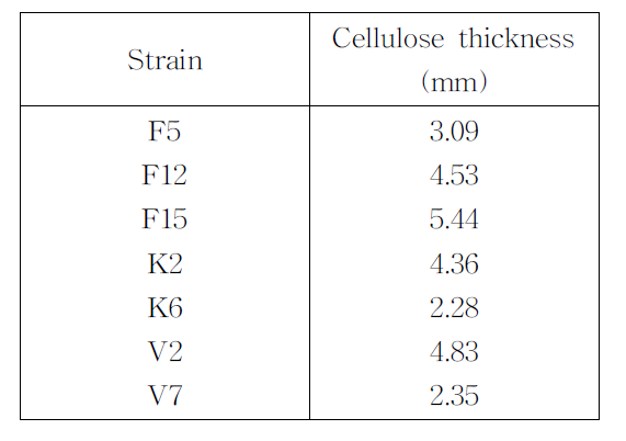 Thickness of cellulose produced by each strain after cultivation of 11 days