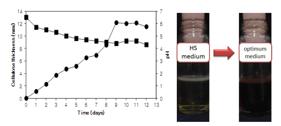 Time curves of cellulose production and pH by Acetobacter sp. F15. ● cellulose, ■ pH.