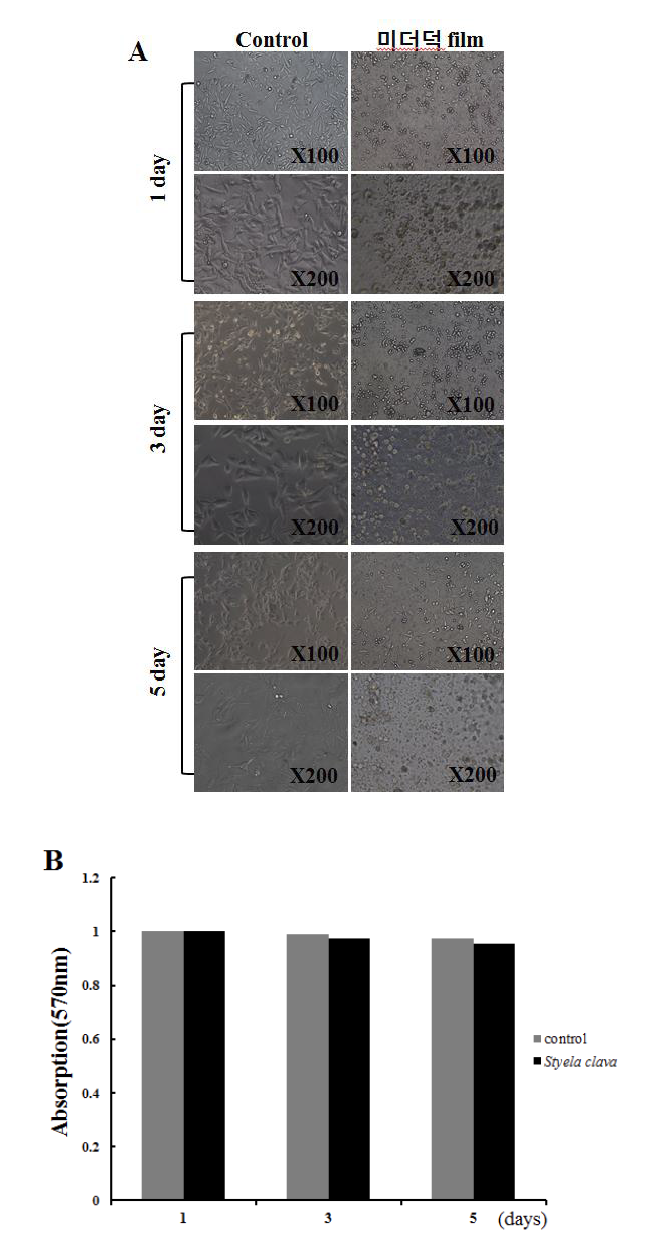 Adhesive ability and viability of GH3 cells on the surface of Styela calva tunic film. Cells were cultured on the surface of Styela calva tunic film and their morphology were observed with microscope. Activity of cell viability was also measured via MTT assays.