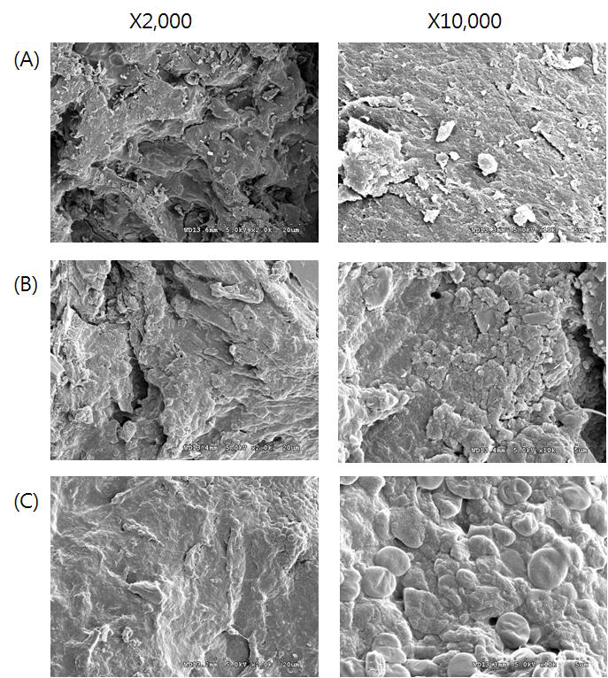 Scanning electron micrograph of Styela calva tunic according to ultra-high pressure treatment (before washing). (A) control, (B) 2800atm 10min, (C) 2800atm 45min.