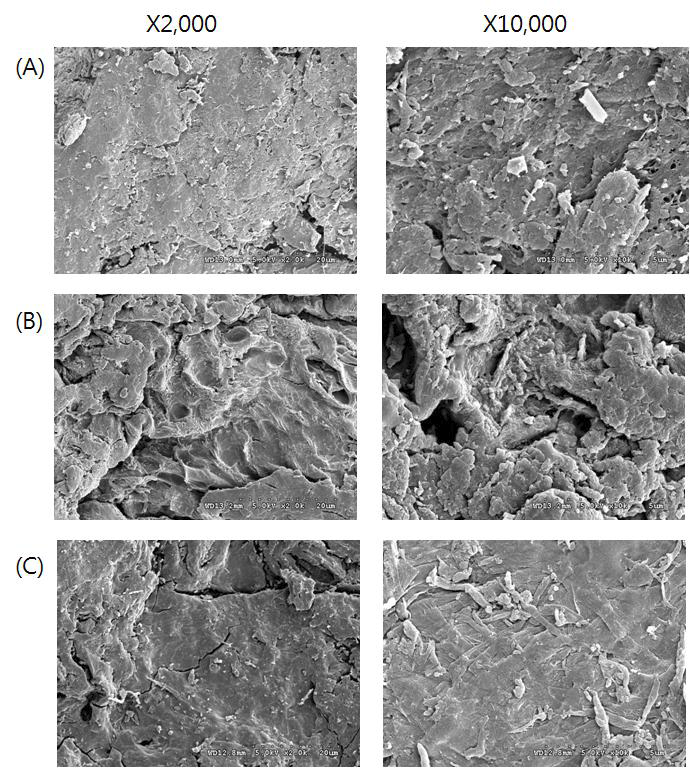 Scanning electron micrograph of Styela calva tunic according to ultra-high pressure treatment (after washing). (A) control, (B) 2800atm 10min, (C) 2800atm 45min.