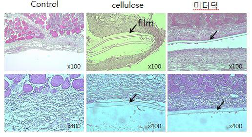 Microscopic view of SD rat subcutaneous implant sites for biodegradable film of Styela calva tunic.