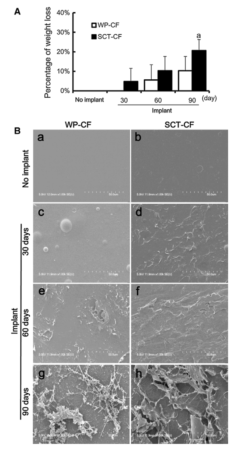 랫드의 피하에 이식한 셀룰로오스 필름의 (A) 무게 감소율 (B) 주사전자현미경 분석이미지.
