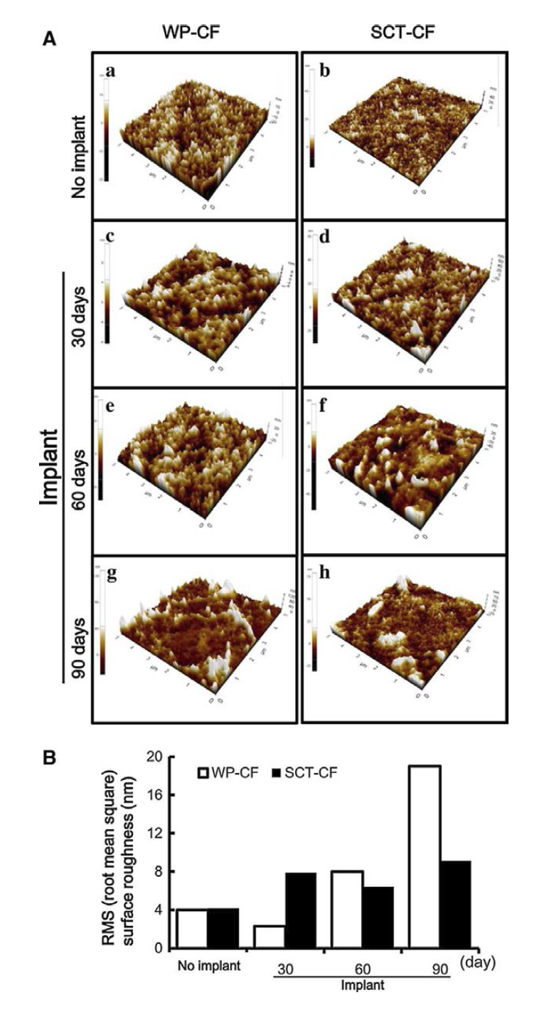 랫드의 피하에 이식한 셀룰로오스 필름의 (A) 원자력현미경 분석이미지와 (B) RMS (root mean square) 표면 거칠기