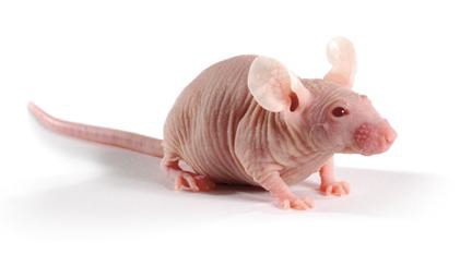 SKH-1 hairless mice