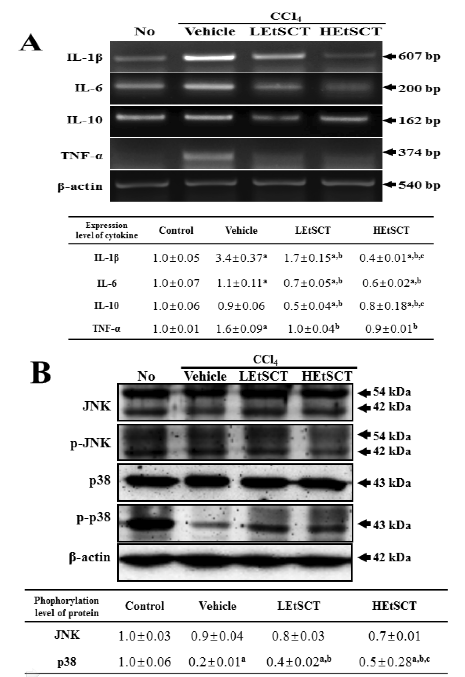 (A)　mRNA level of pro-inflammatory and anti-inflammatory cytokines in the No, Vehicle+CCl4 and EtSCT+CCl4 treated group. After the purification of total RNA from the liver tissues of mice in each group, the mRNA levels of the TNF- , IL-1 , IL-6 and IL-10 genes were examined by RT-PCR using specific primers. (B) Phosphorylation levels of p38 and JNK in liver tissue. The phosphorylation of two proteins was calculated as a rate for the phosphorylated protein level to unphosphorylated protein level.