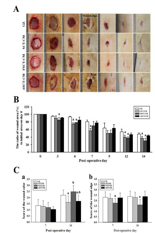 시간경과에 따른 그룹별 창상외형(A), 창상 감소율(B) 및 창상 색소 및 가장자리 크기(C) 측정