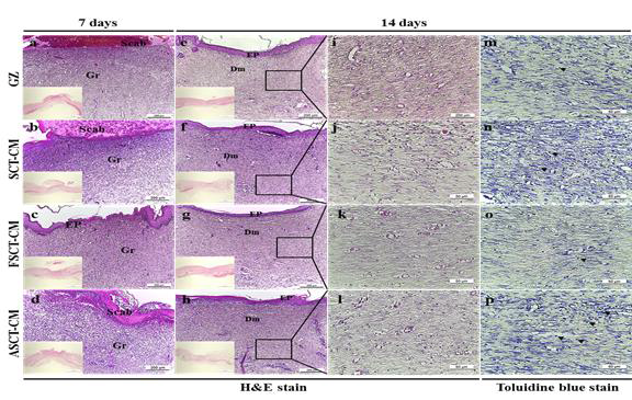 시간경과에 따른 창상피부조직의 변화. 창상피부조직의 H&E, Toluidine blue 염색 후 현미경 분석