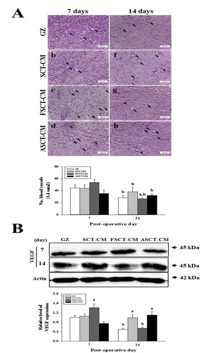 창상조직 내에서 신생혈관의 수(A)와 혈관생성 관련 단백질(VEGF)의 발현량 (B) 분석.