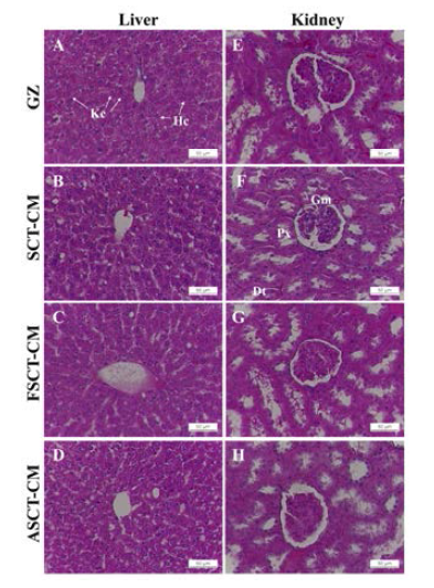 H&E 염색한 간, 신장의 조직학적 독성 분석