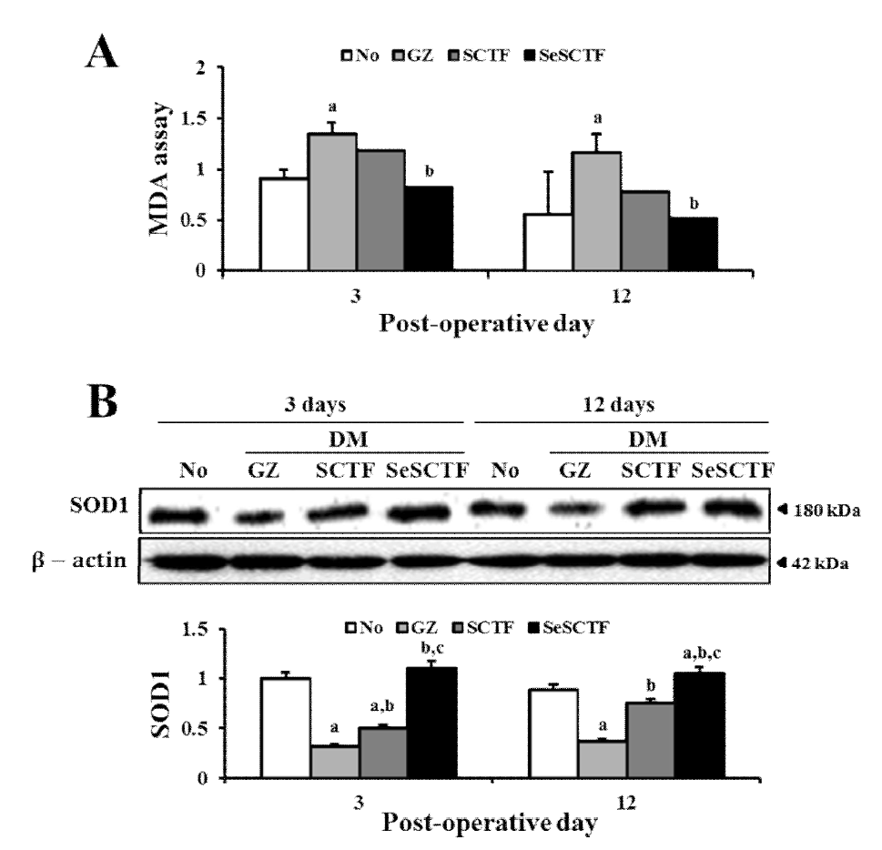 항산화 반응에 관여하는 MDA의 농도(A) 및 SOD1의 창상 조직 내 발현량 분석