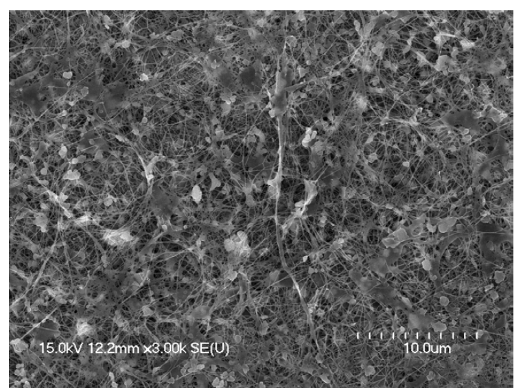 SEM of bacterial cellulose produced in a medium containing Styela clava nanocellulose.