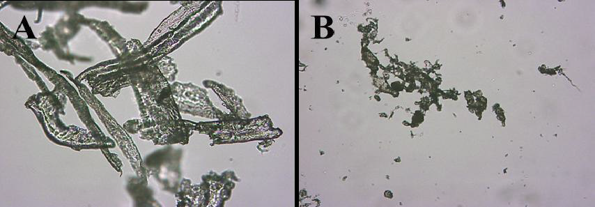 WP-CP(A)와 SCT-CP(B)의 입자 형태