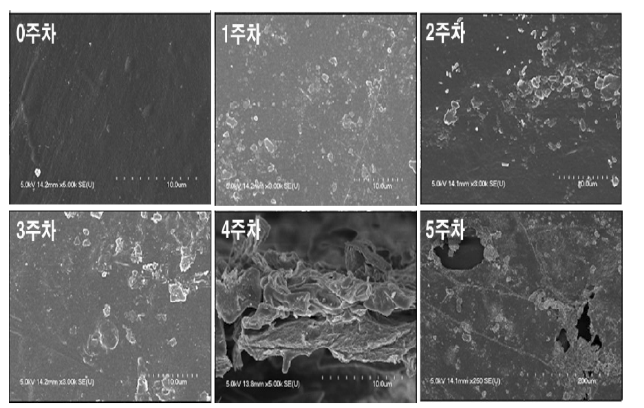 SCT-CF 표면의 SEM 사진