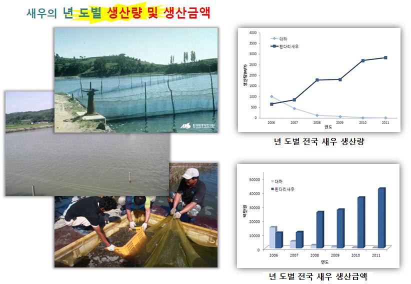 년도별 전국 새우 생산량 및 새우 생산금액