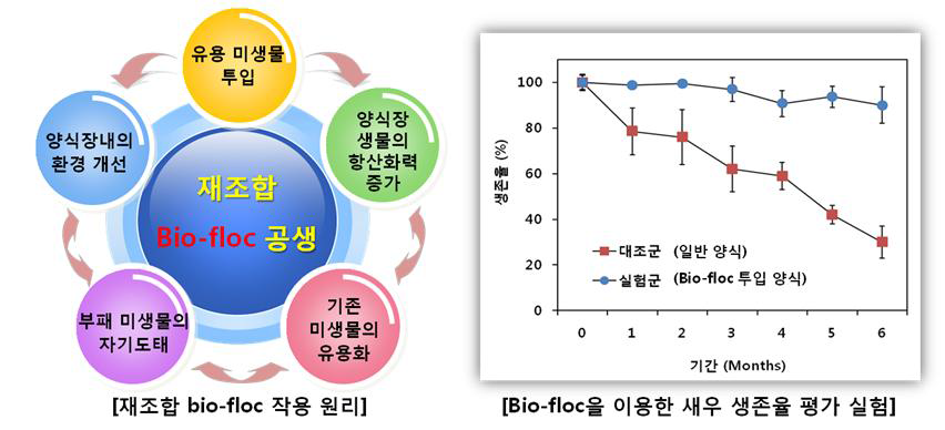 재조합 bio-floc 공생 및 제형화, 새우 생존율