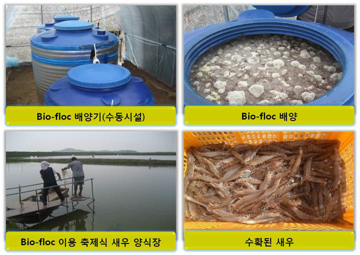 Bio-floc을 이용한 새우류 양식