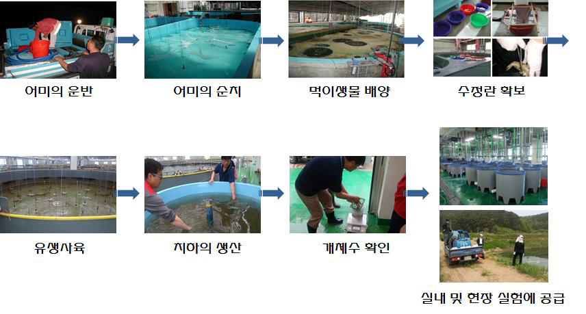 [보고서]한국형 축제식 바이오플락 새우양식 시스템 표준공정개발