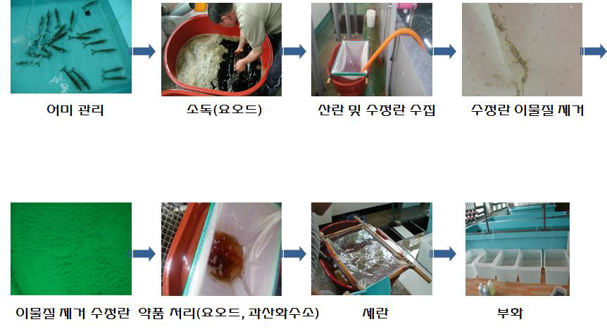 무병새우 종묘생산 모식도