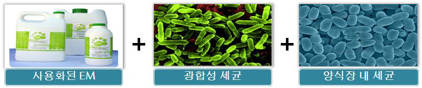 Bio-floc 시스템에 사용된 미생물