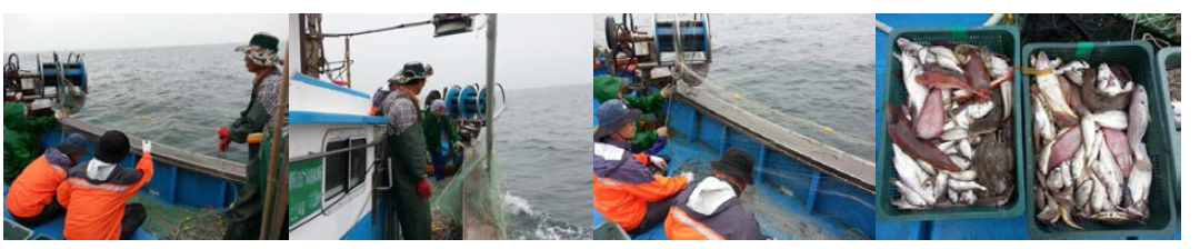 Sights of fishing operation on the fishing performance of the Bio-new gillnet in Nammhae.