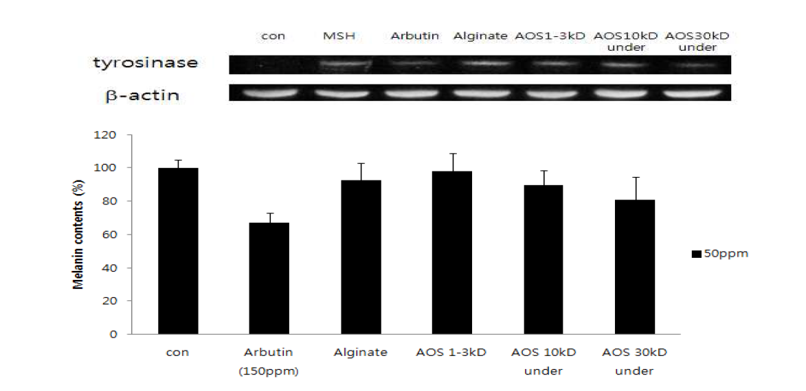 Effects of Algin-Oligosaccharide(AOS) on Melanin Production in B16 Melanoma Cells. Cell were treated with various molecular weights of AOS. The data shown represent the mean±SD derived from three determinations.