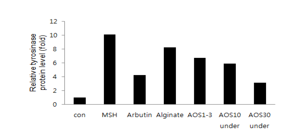 Effects of AOS on Tyrosinase Expression in B16 Melanoma Cells. Expression levels of tyrosinase were analyzed by Western blot. b-actin levels were served as control.