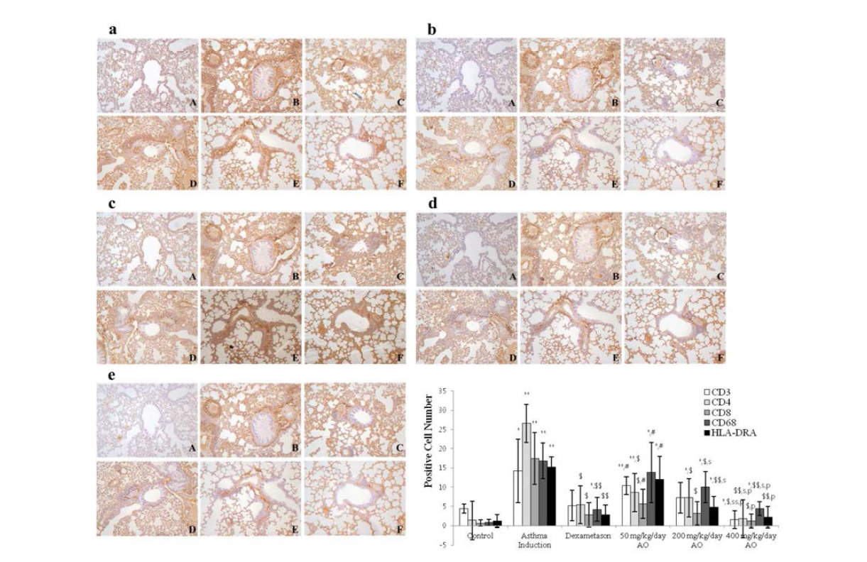 AO suppressed the expression of T-helper (Th) cells, cytotoxic T cells, and the T-cell co-receptor and inhibited the expression of glycoproteins and HLA-DRA in asthma.