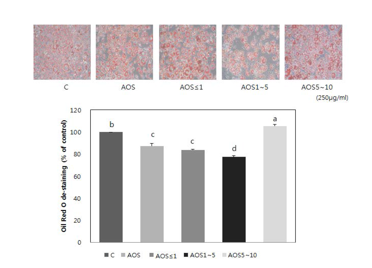 Effect of alginate oligosaccharides on 3T3-L1 adipocyte differentiation