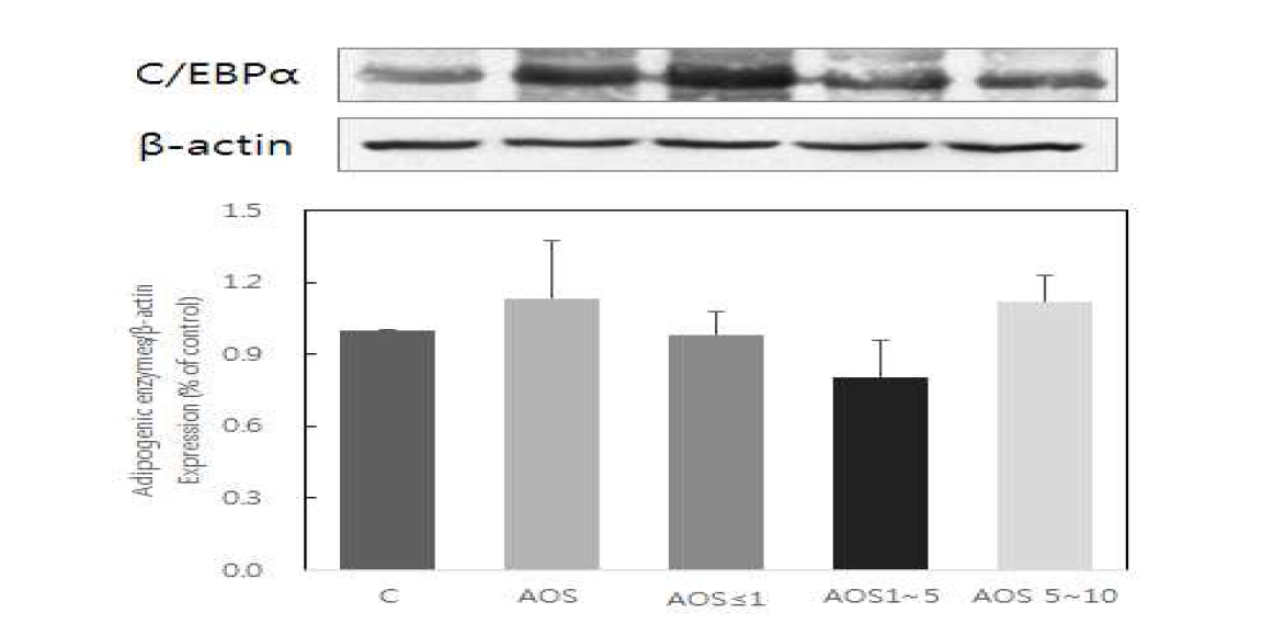 Effect of alginate oligosaccharides on C/EBP expression in 3T3-L1 adipocytes.