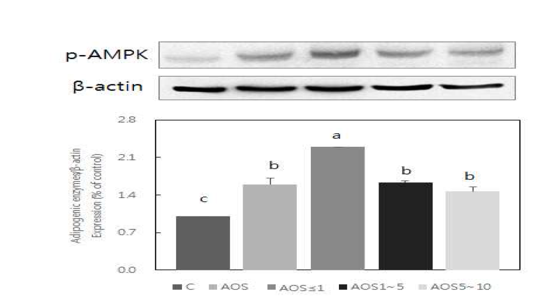 Effect of alginate oligosaccharides on p-AMPK expression in 3T3-L1 adipocytes.