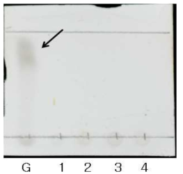 준물질인 및 시료의 크로마토그램Figure 23. glucose