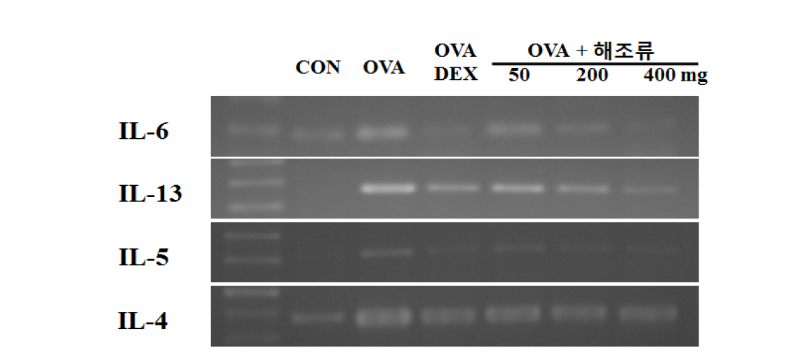 AOS suppressed expression of cytokines related to Th1/2 cells in OVA-induced Treatment with AOS reduced (a) IL-4 expression and (b) almost completely blocked IL-5 expression and (c) IL-13 in the lungs. A, vehicle control; B, OVA-induced asthma model; C, dexamethasone; D, 50 mg/kg/day AOS; E, 200 mg/kg/day AOS; F, 400 mg/kg/day.