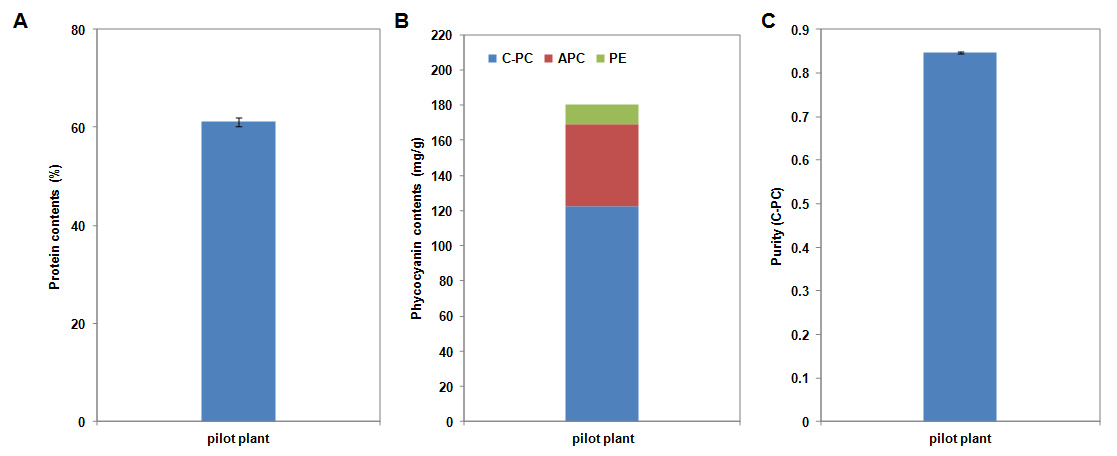 20톤에서 배양한 스피룰리나의 단백질 함량(A), 피코시아닌 함량(B) 및 Purity(C) 분석