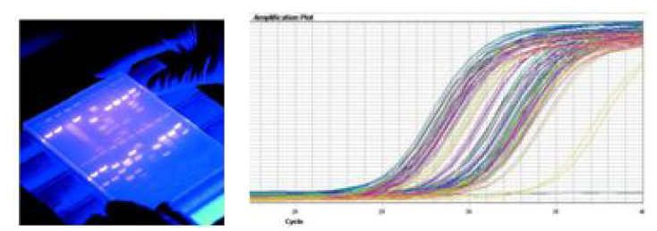 PCR과 real-time PCR