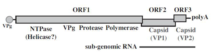 Genome organization of norovirus.