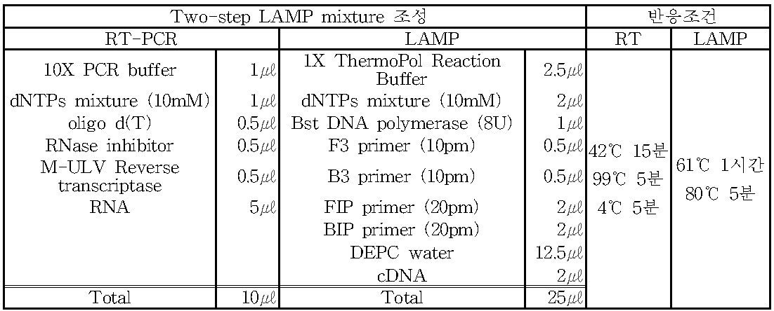 Two-step LAMP 검출법의 mixture 조성과 반응조건