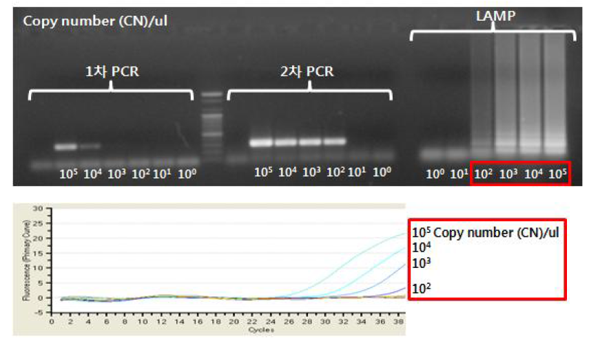 Norovirus GII one-step RT-LAMP와 real-time RT-PCR 민감도 테스트 비교