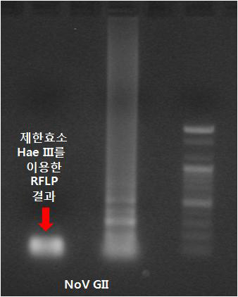 Norovirus GII one-step RT-LAMP 특이도 테스트