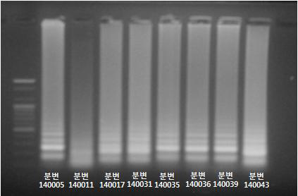 Norovirus GII one-step RT-LAMP를 이용한 양성검체에서의 norovirus GII.4 variant 검출